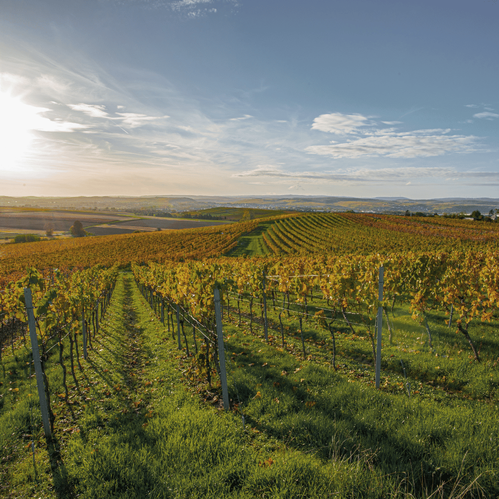 Standort-Wiesbaden-Grüne-Lage (2).png